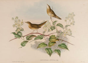 Grasshopper Warbler. (Locustella Avicula