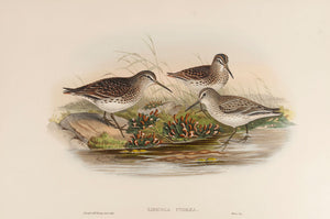 Broad-billed Sandpiper. (Limicola pygmaea