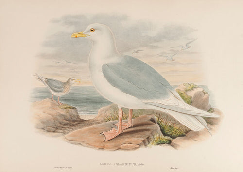 Iceland Gull. (Larus Islandicus