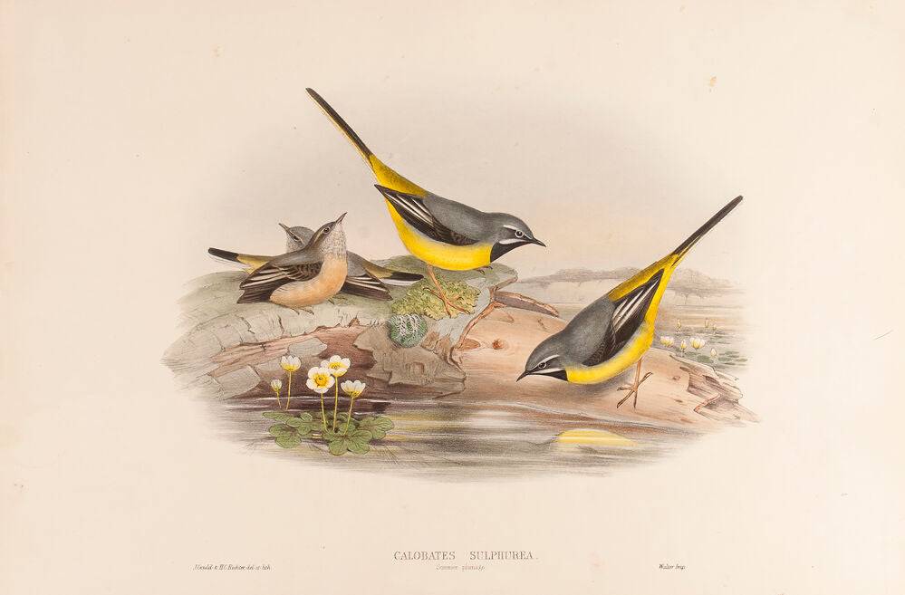 Grey Wagtail, Summer plumage. (Calobates Sulphurea