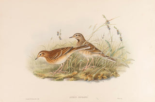 Richard's Pipit. (Anthus richardi
