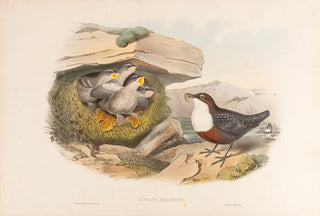 Water Ouzel, or Dipper. (Cinclus aquaticus
