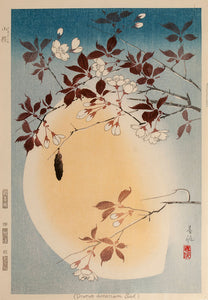 Cherry blossom and the moon