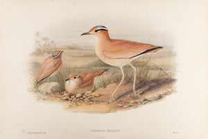 Cream-coloured Courser. (Cursorius Gallicus