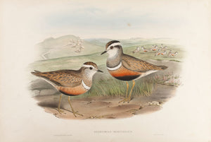 Dotterel. (Eudromias Morinellus
