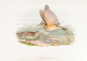 Crested Lark. (Galerita cristata