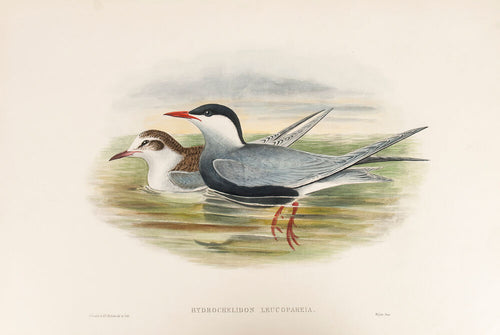 Whiskered Tern. (Hydrochelidon Leucopareia