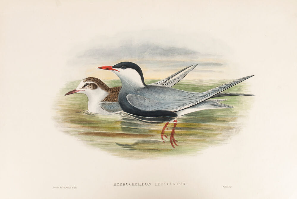 Whiskered Tern. (Hydrochelidon Leucopareia