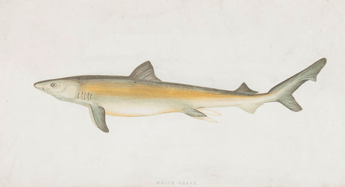 White Shark