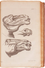 Load image into Gallery viewer, La Parfaite Connoissance des Chevaux, leur anatomie, leurs bonnes &amp; mauvaises qualitez