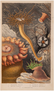 Actinologia Britannica. A History of the British Sea-Anemones and Corals