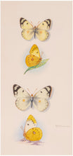 Load image into Gallery viewer, Some British and Continental Butterflies with Aberrations and Variations