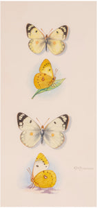 Some British and Continental Butterflies with Aberrations and Variations