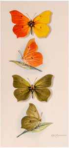 Some British and Continental Butterflies with Aberrations and Variations