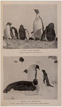 Load image into Gallery viewer, Antarctic Days. Sketches of the homely side of Polar life by …