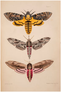 The Natural History of British Moths