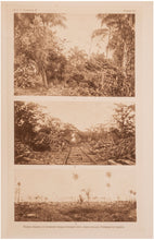 Load image into Gallery viewer, The Birds of Cuba [Memoirs of the Nuttall Ornithological Club, No …