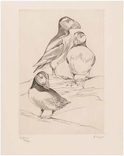 Puffins