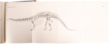 Load image into Gallery viewer, Osteology of Apatosaurus, with special reference to specimens in the Carnegie …