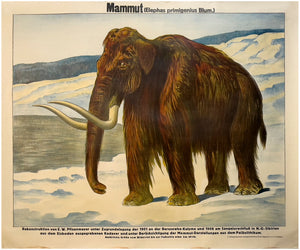 Mammut (Elephas primigenius Blum.). Rekonstruiert unter Zugrundelegung der 1901 an der …