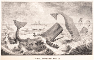 The Natural History of the Sperm Whale ... To Which is Added …