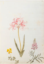 Load image into Gallery viewer, A Description of the Guernsey Lily