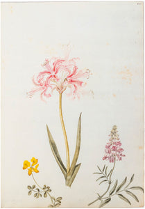 A Description of the Guernsey Lily
