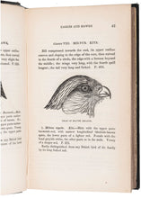 Load image into Gallery viewer, Descriptions of the rapacious birds of Great Britain