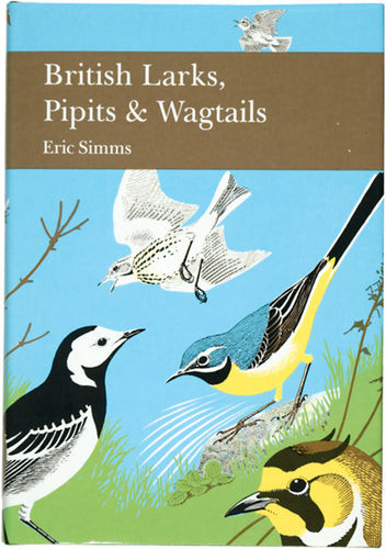 British Larks, Pipits & Wagtails